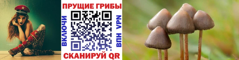 Псилоцибиновые грибы Psilocybe  Сыктывкар 